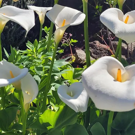 Llano De La Cebolla Country house Icod De Los Vinos