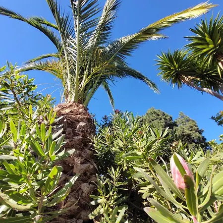 Llano De La Cebolla イコー・デ・ロス・ビノス