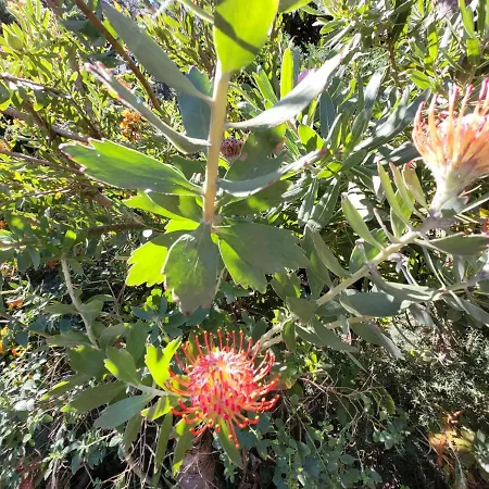 Llano De La Cebolla איקוד דה לוס וינוס