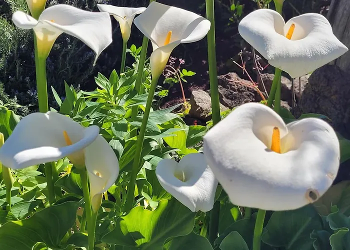 Llano De La Cebolla Hétvégi ház Icod de los Vinos