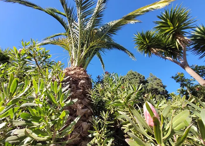 Llano De La Cebolla Icod de los Vinos